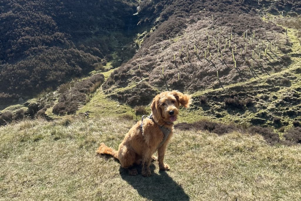 Dog in Peaks
