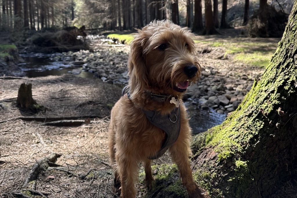 Dog in Peak District