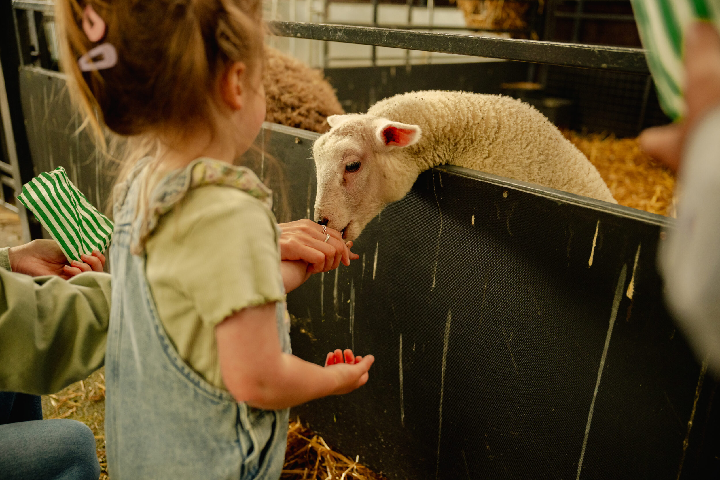 Children visiting Chatsworth Farmyard and Adventure Playground