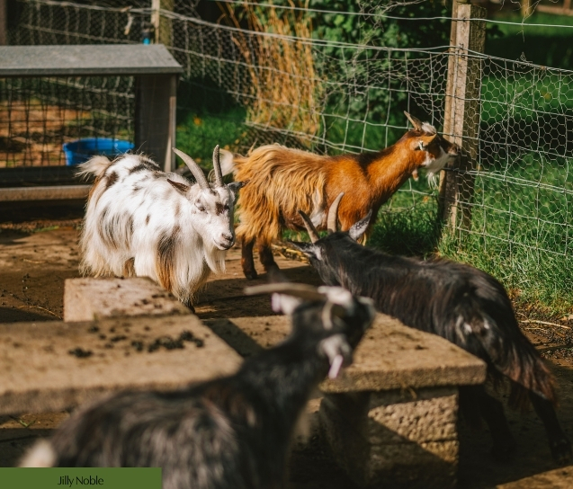 Children meeting animals at Matlock Farm Park near the Peak District